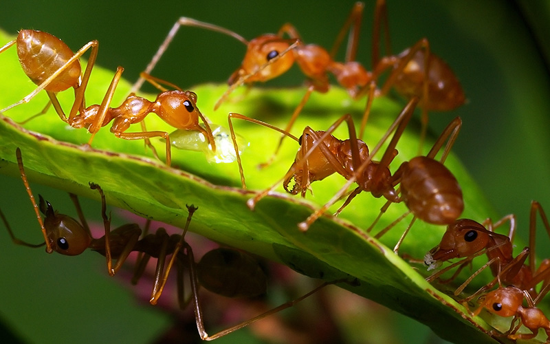 small-pests-lawn-control