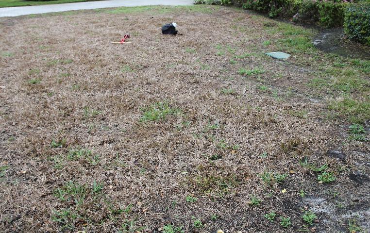 St. Augustine grass Lawn infected by Sugarcane Mosaic Virus, in Pinellas County, Florida. Source: University of Florida