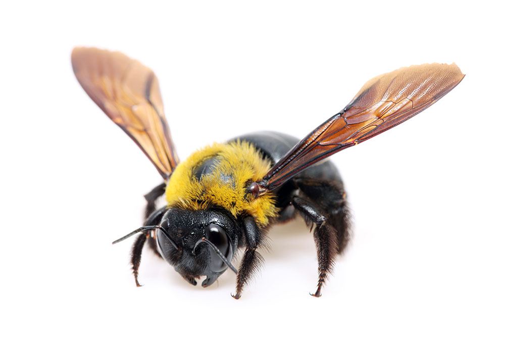 Carpenter-Bee