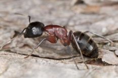 Black-Carpenter-Ant