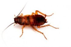 Brown-Banded-Cockroach