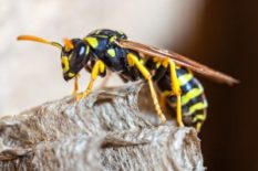 Paper-Wasps