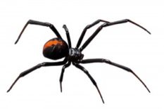 Widow-Spider
