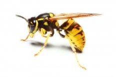 Yellow-Jackets-Wasps