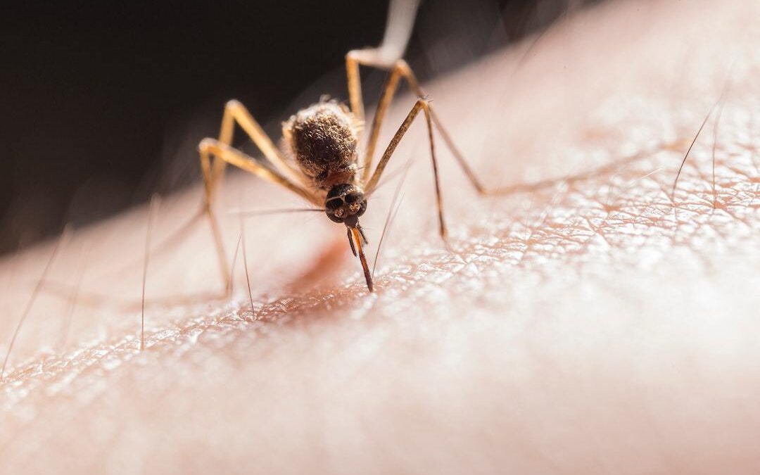 How to Control Mosquitos in Florida: 4 Solutions to Try